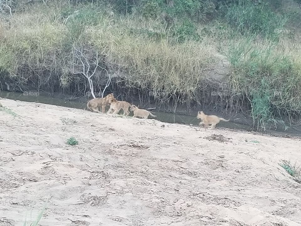 Lions with their cubs