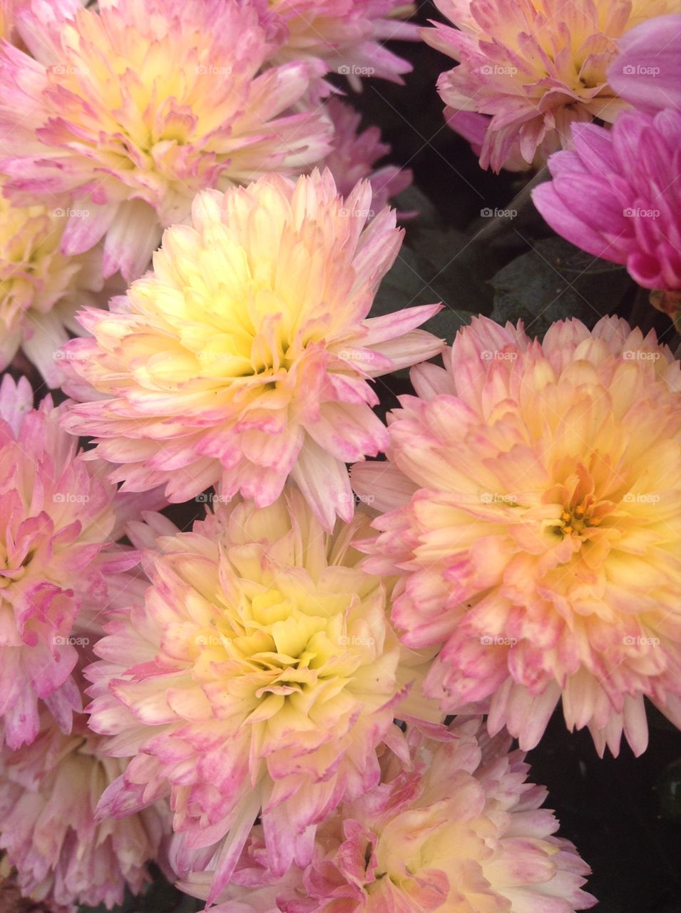 Chrysanthemums 