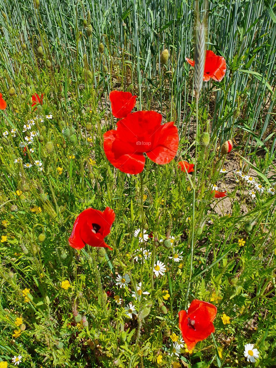 Mohnblumen, Mohnblumenfeld