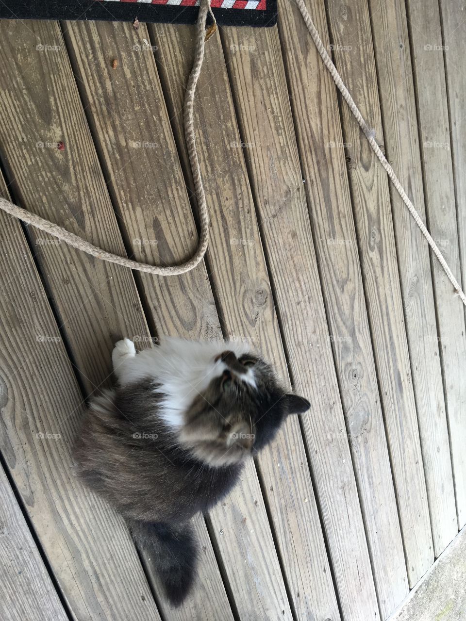 Howdy I’m pretty girl and I’m disgusted with these pictures. I’m a Diva in the cat world!