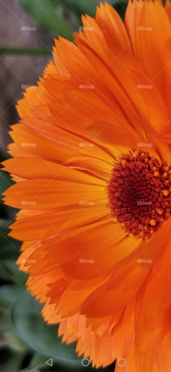 Calendula officinalis