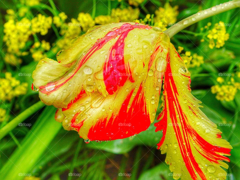 Water drop on tulip flower