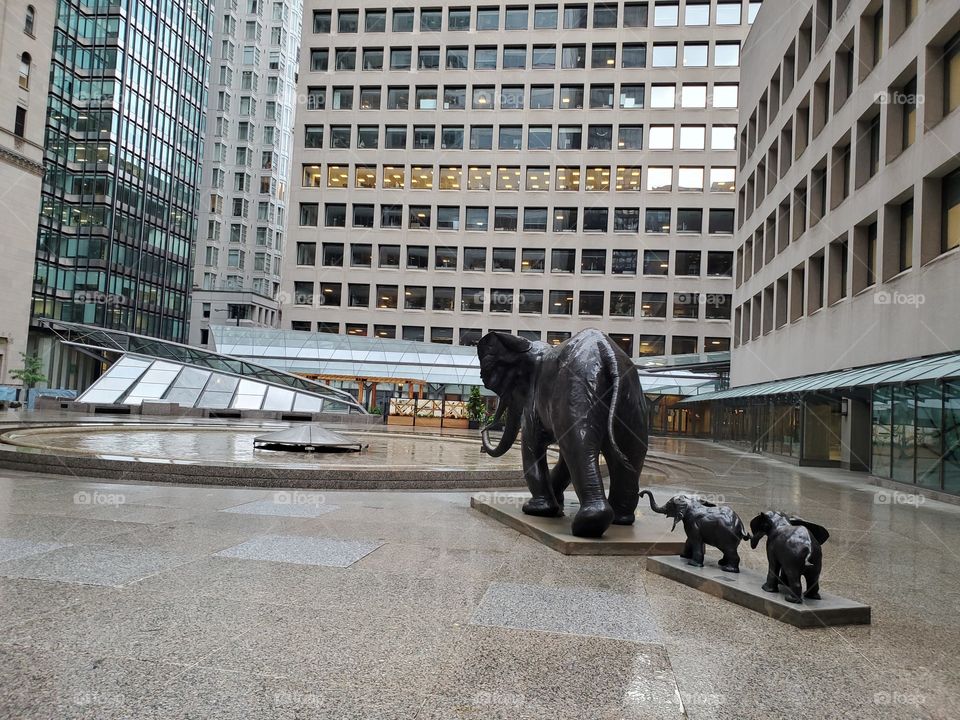 elephants in the city