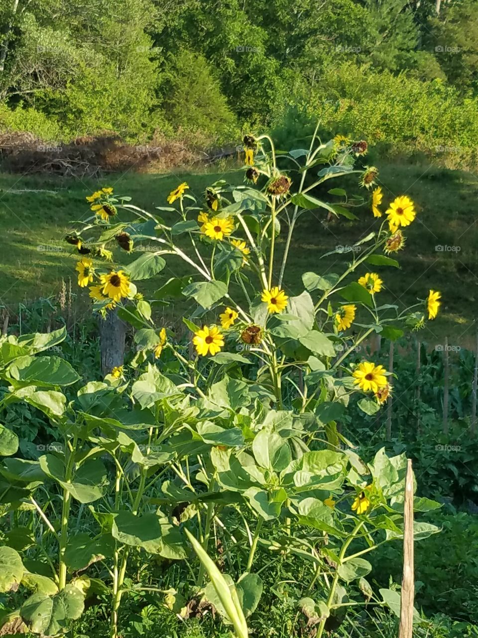 Happy sunflowers