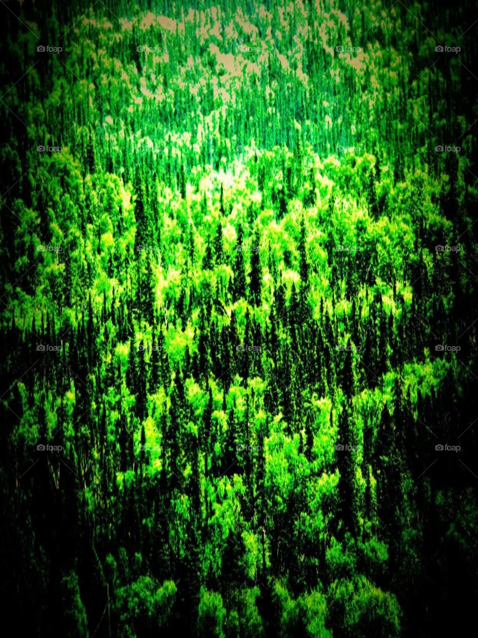 field of green trees
