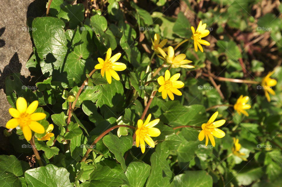 Flowers