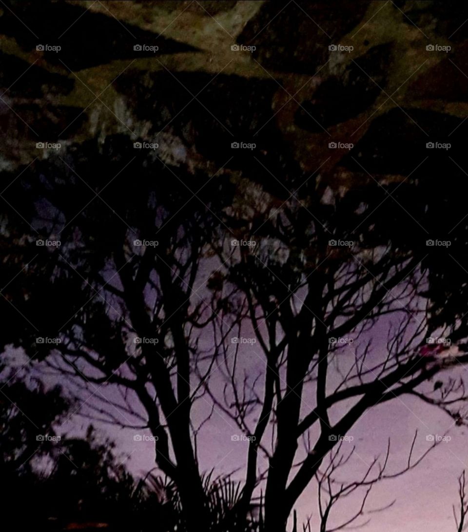 Reflection of the tree in the water,reflection,Reflecting,double,tree,water,tree,branches,sunset,colorful,landscape,nature