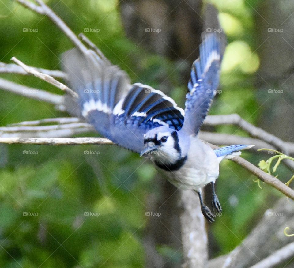 Blue Jay in flight 