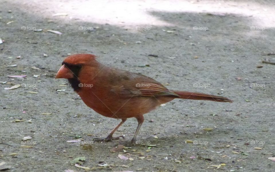 cardinal