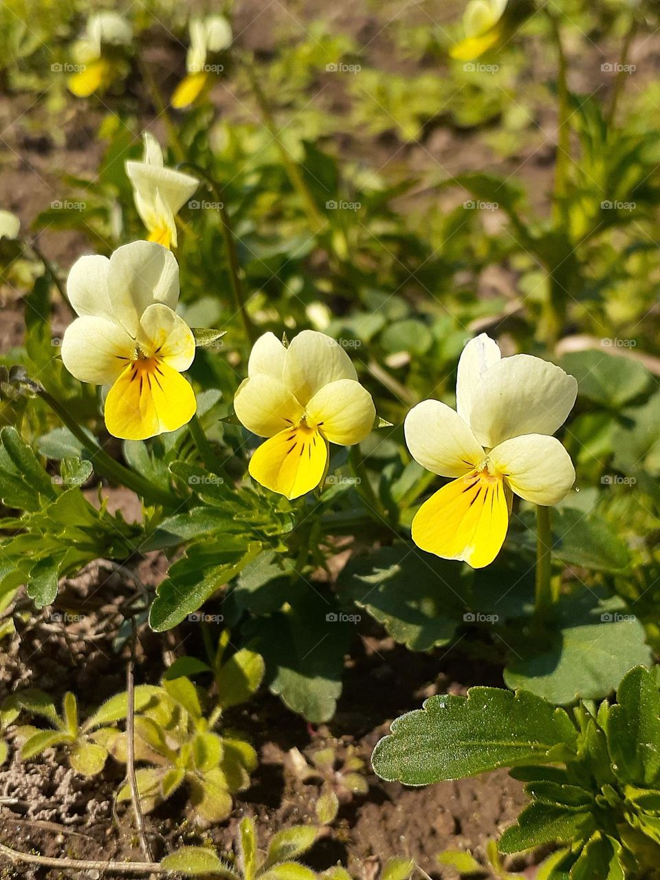Spring yellow-white flowers in the middle of the field