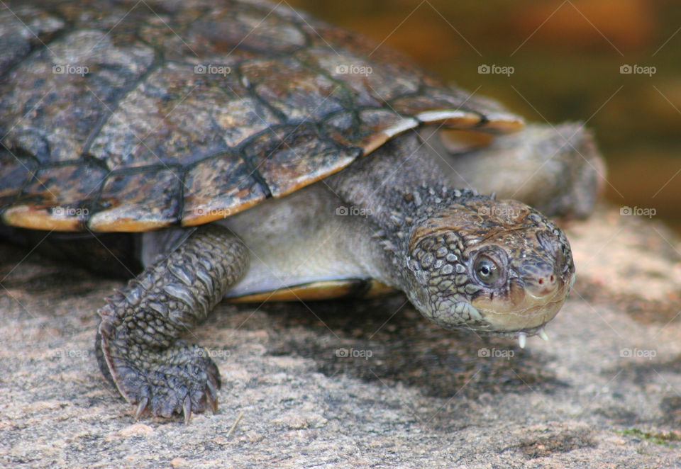 animals reptile turtle shell by kshapley