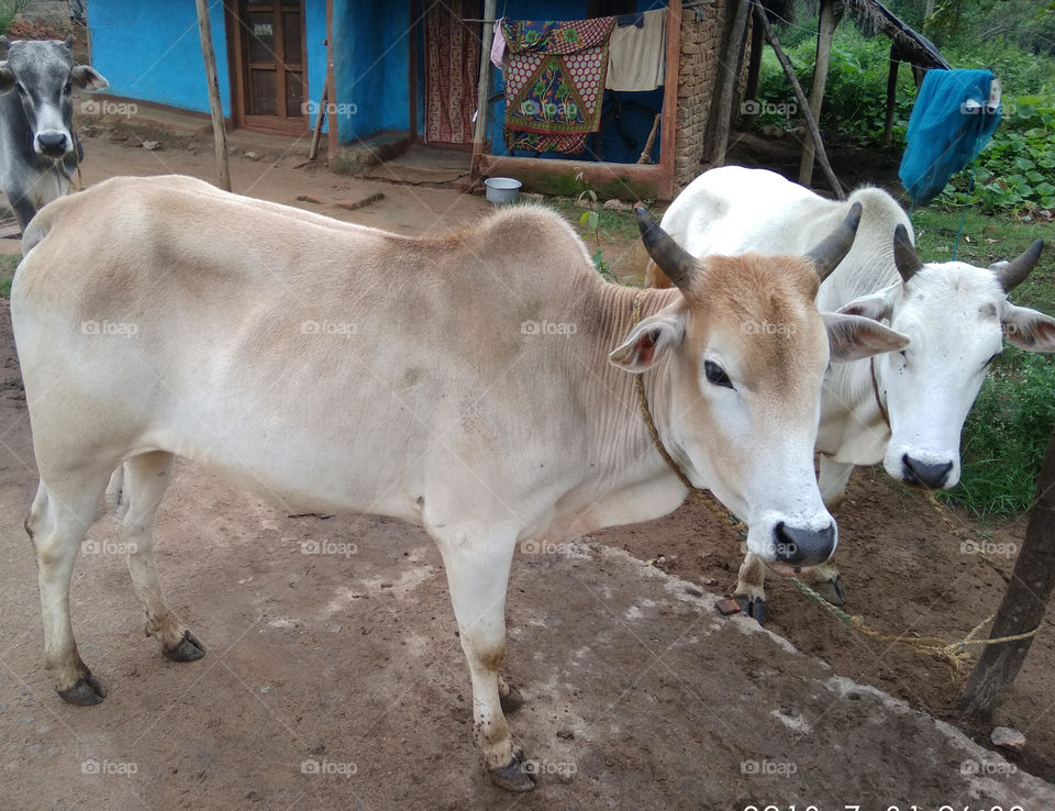 ox binding by a roap