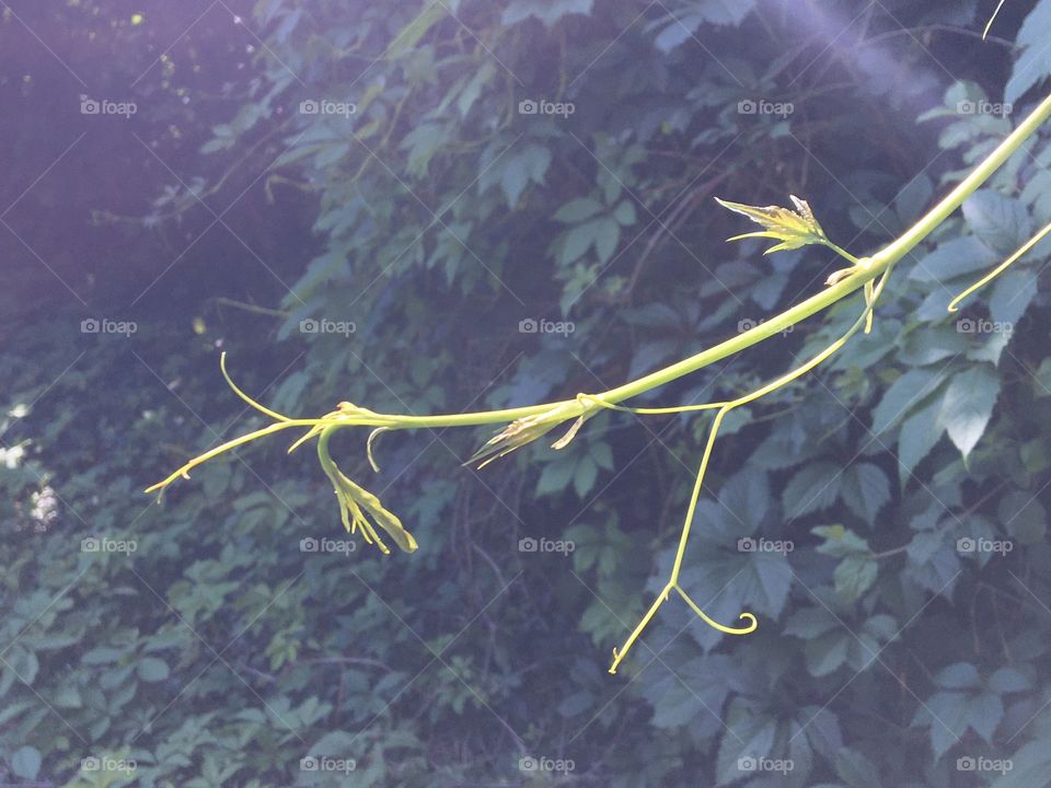 young virginia creeper seeking support