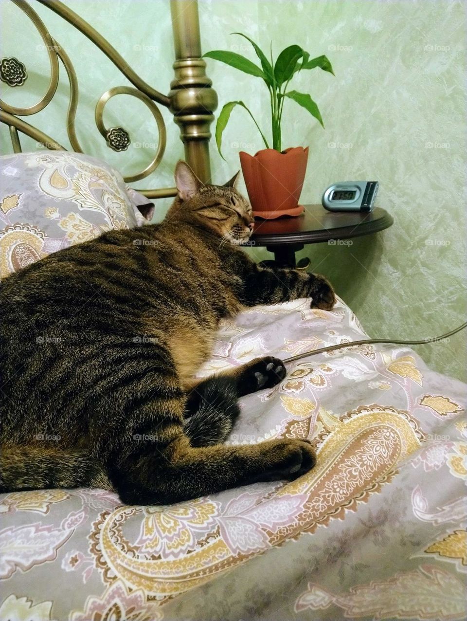 Sleeping cat with recharging
