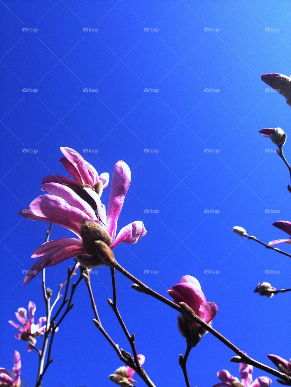 Magnolia