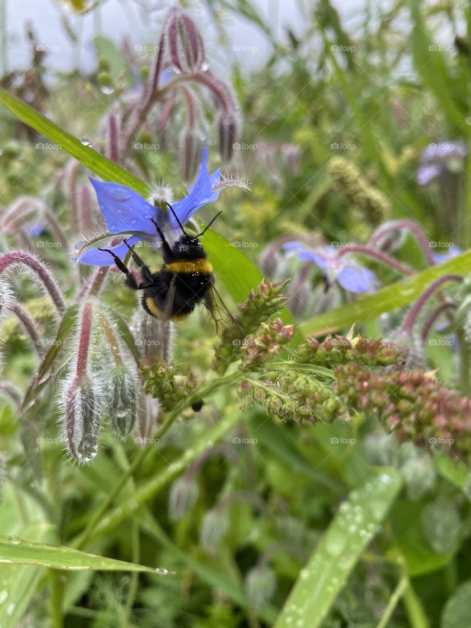 Borage & Bumblebee 