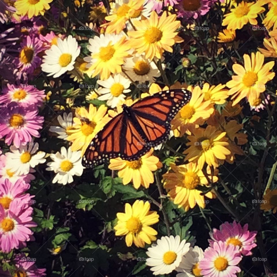 Butterfly in Central Park