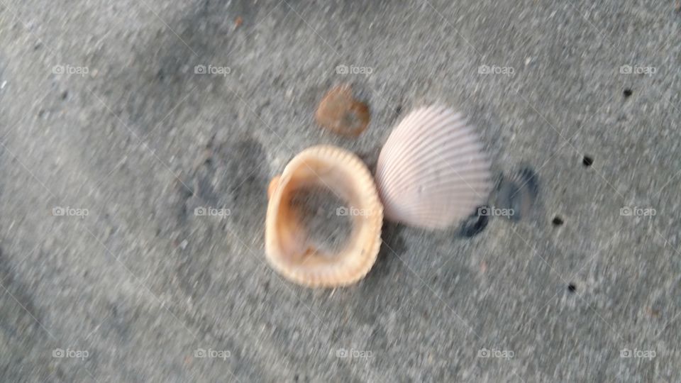 shell searching