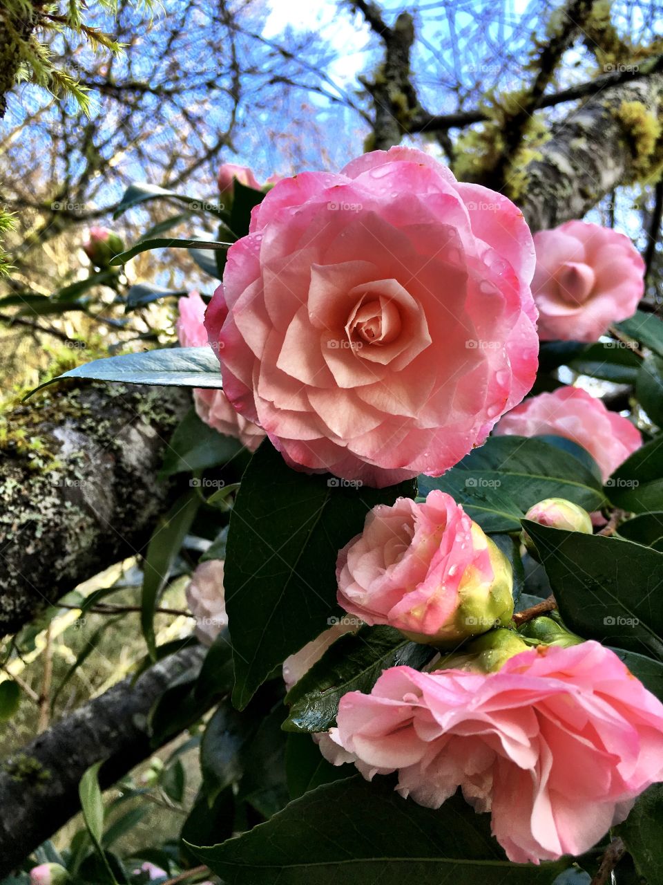 Camellia 