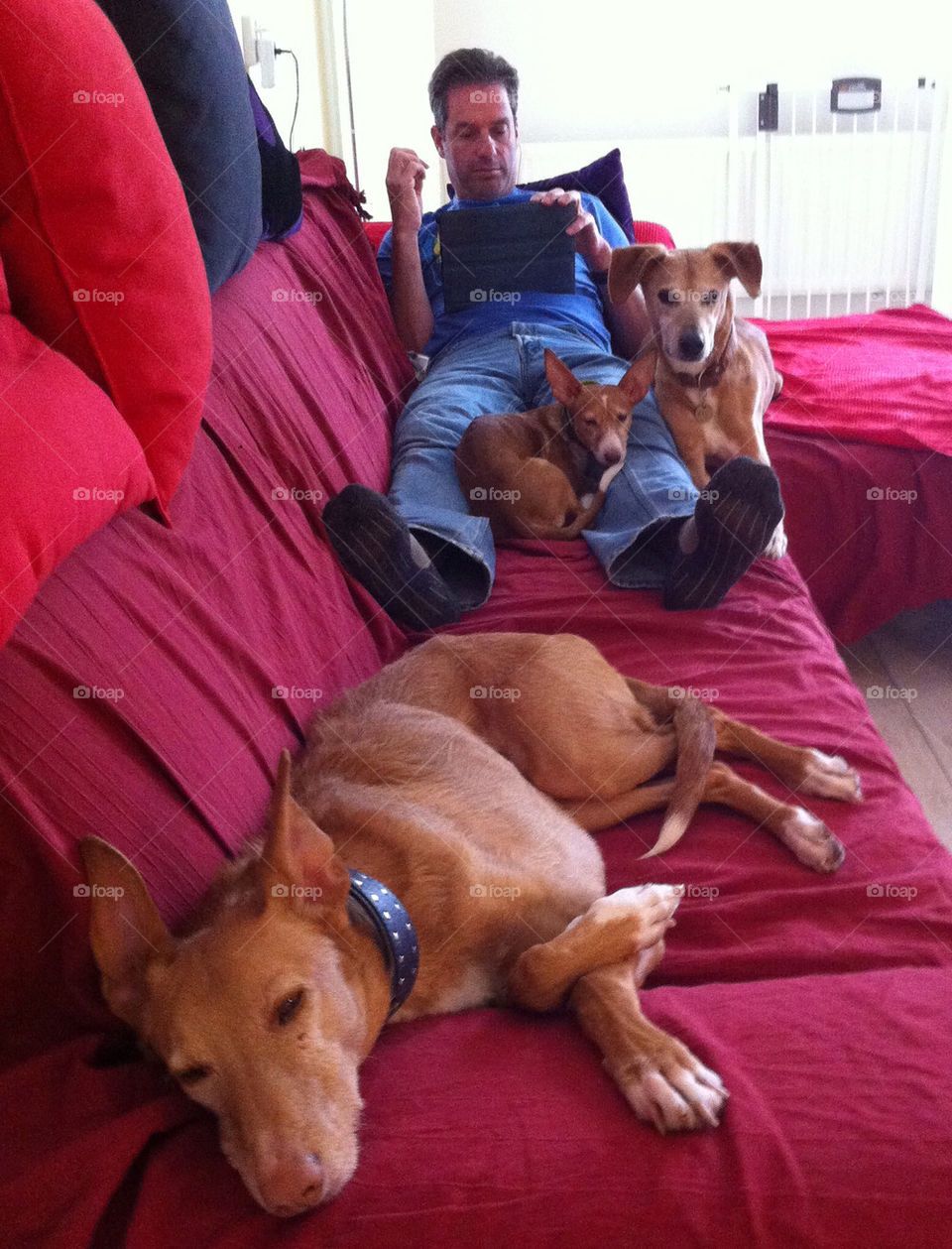 Three dogs and a man on the couch