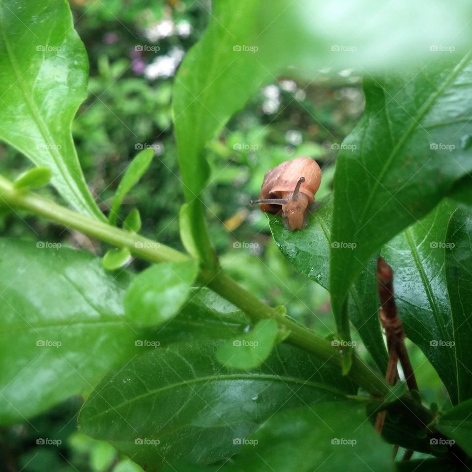 Peek-a-boo Snail. found this little snail in my butterfly garden after a hard rain