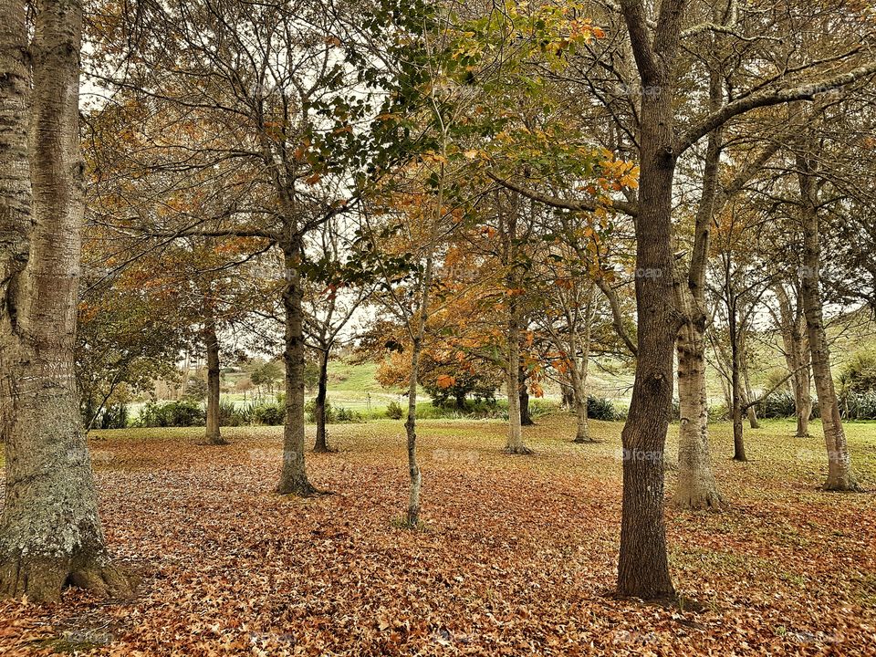 Autumn at the park