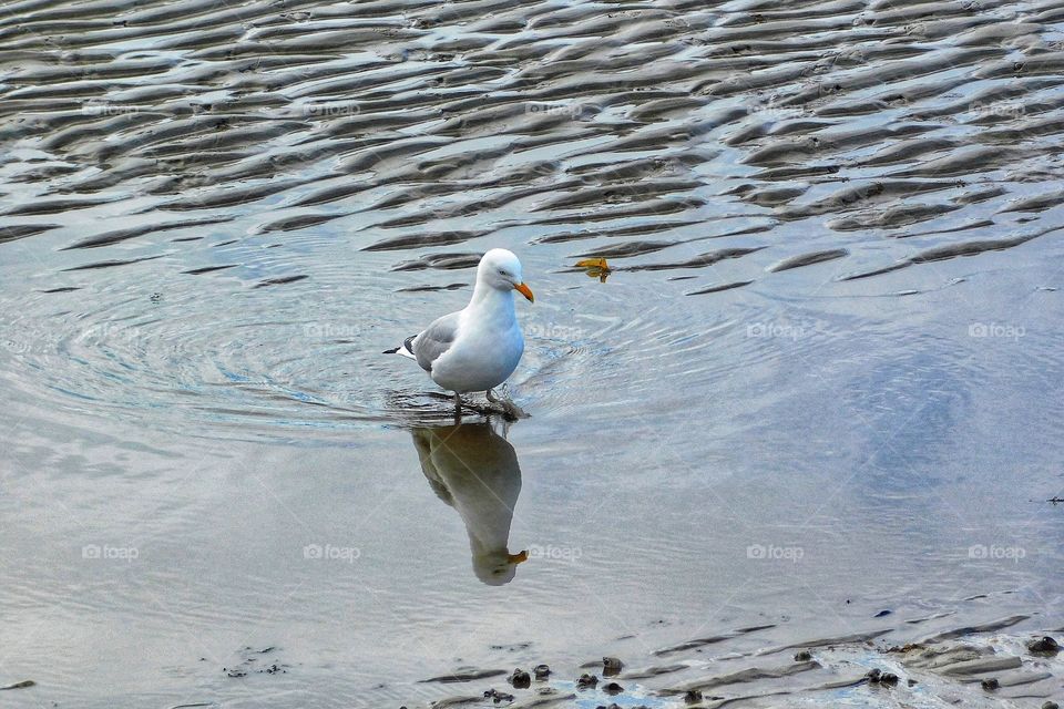 Wading...