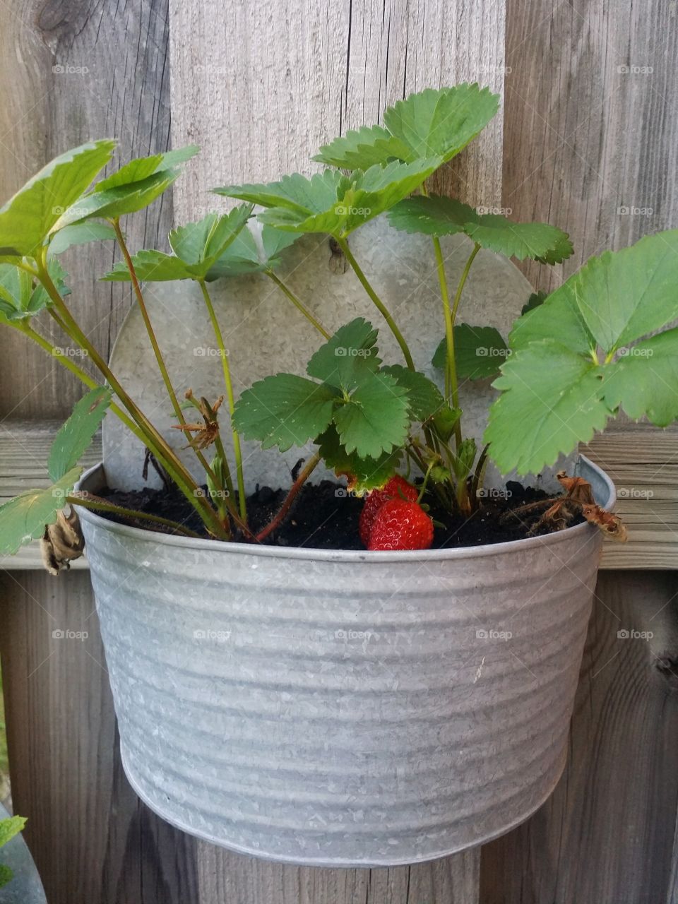 Strawberry plants