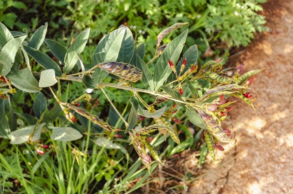 Pigeon Peas On Branch