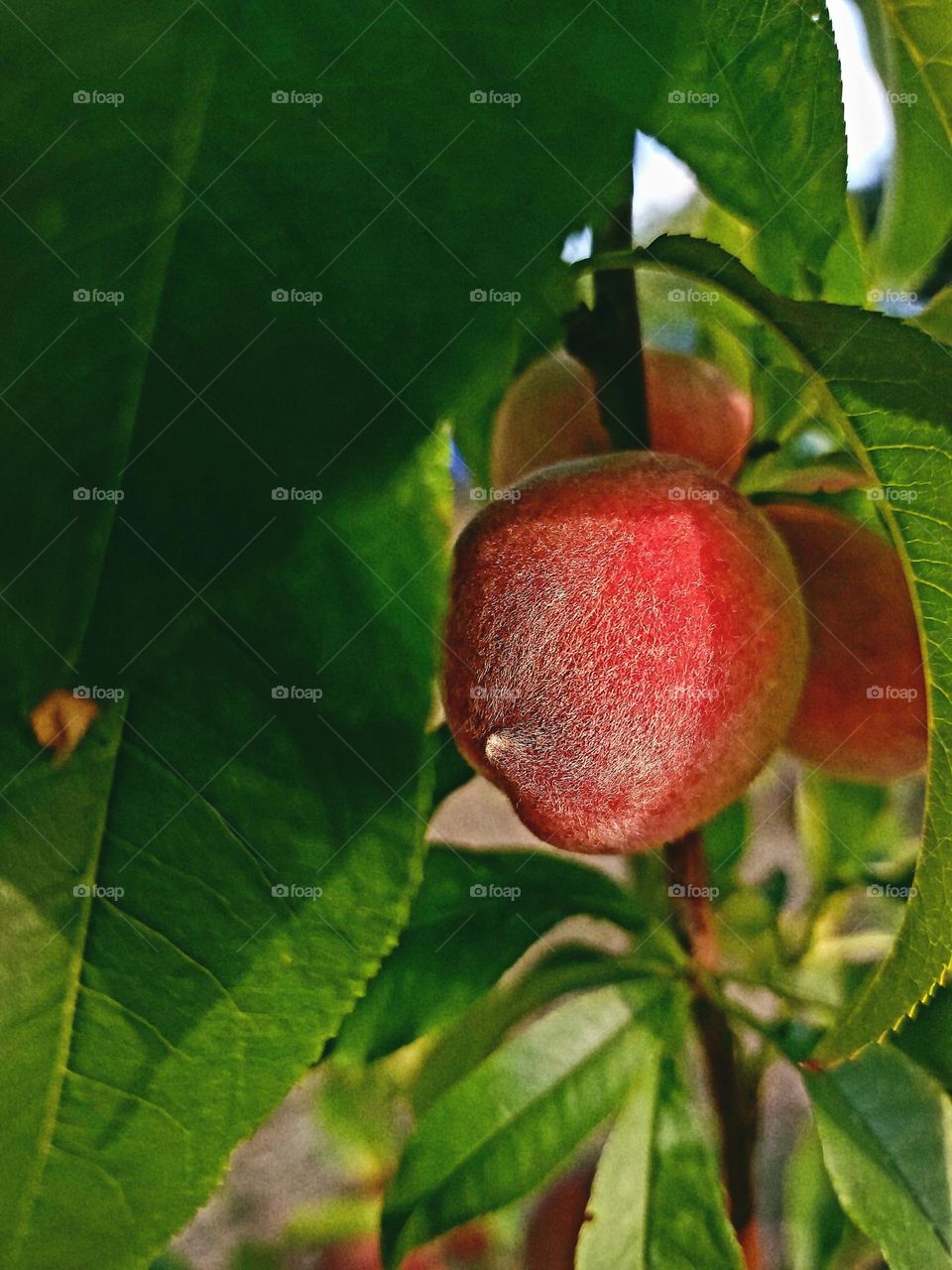 Summertime 🍑☀️