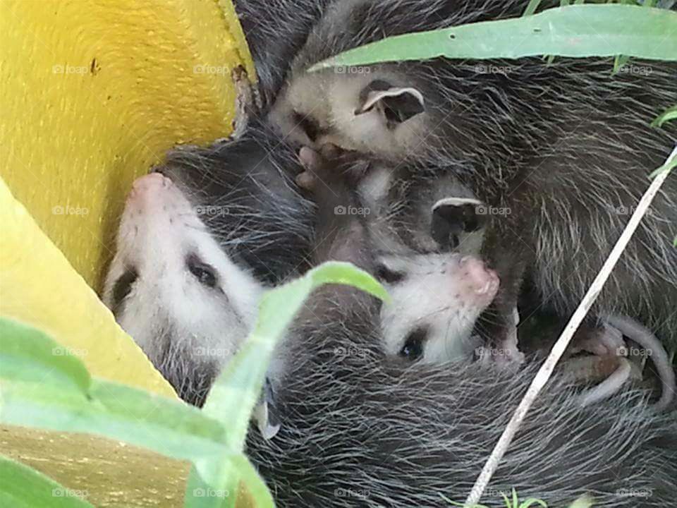 possums babies