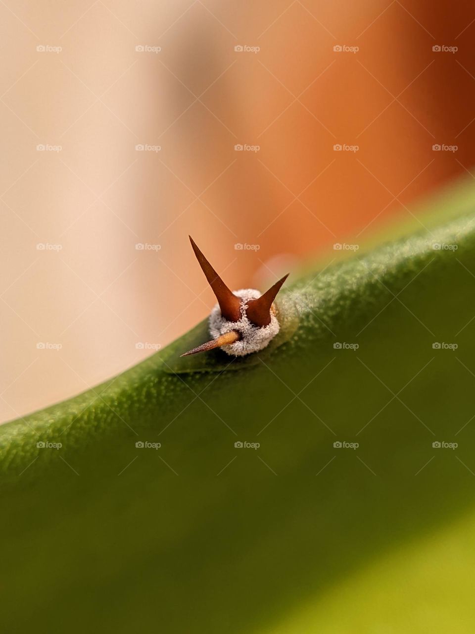 dragon fruit tree thorns