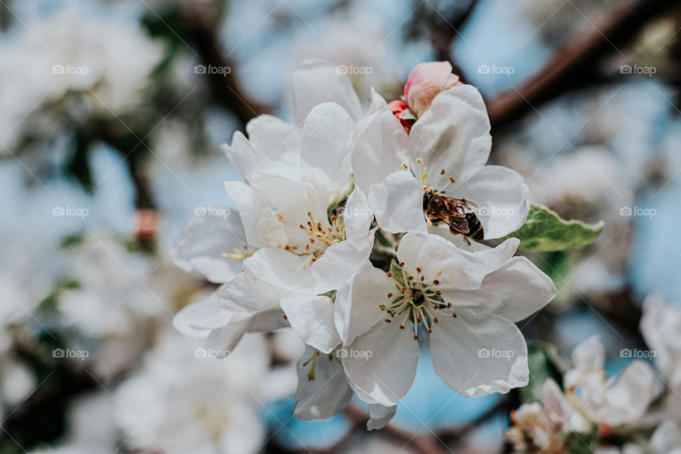 Flowered branches of tree at blurred background.