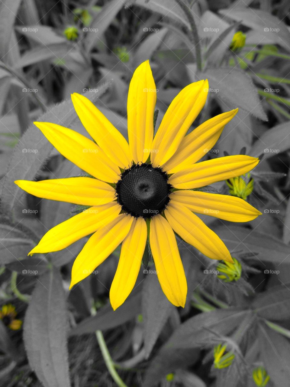 Brown Eyed Susan