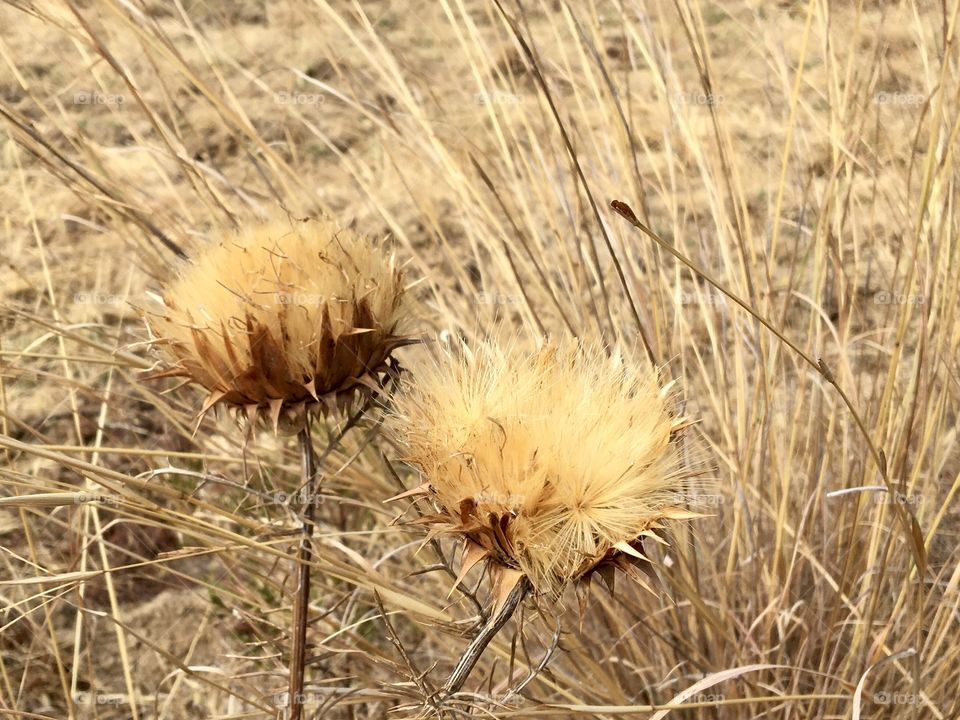Dry thistle flowers in dry meadow
