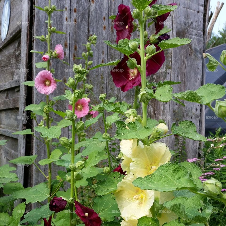 Flowers