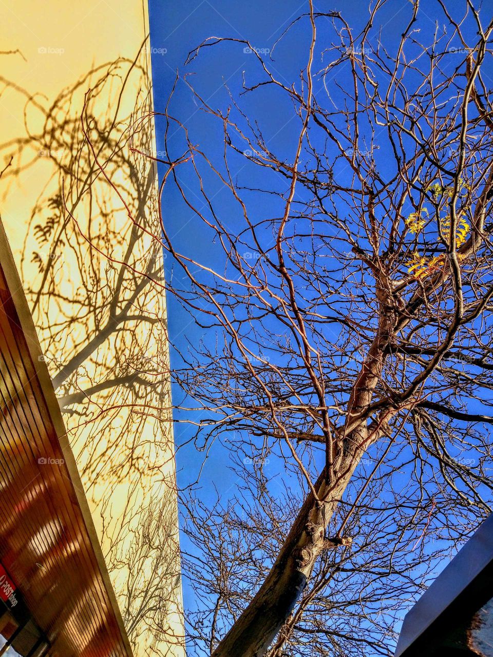 tree branches Shadows on wall