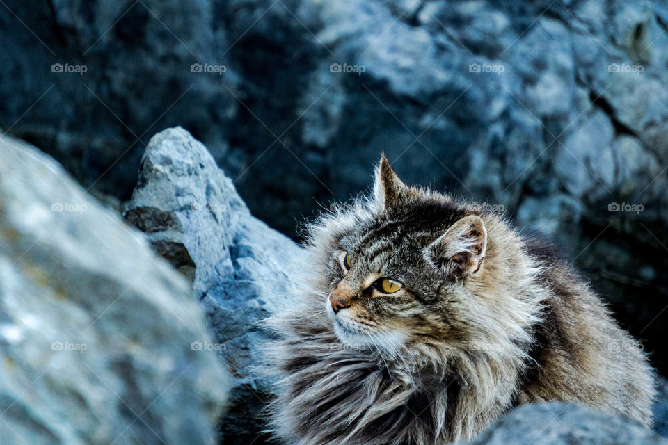 Intense Cat Majesticly Posing