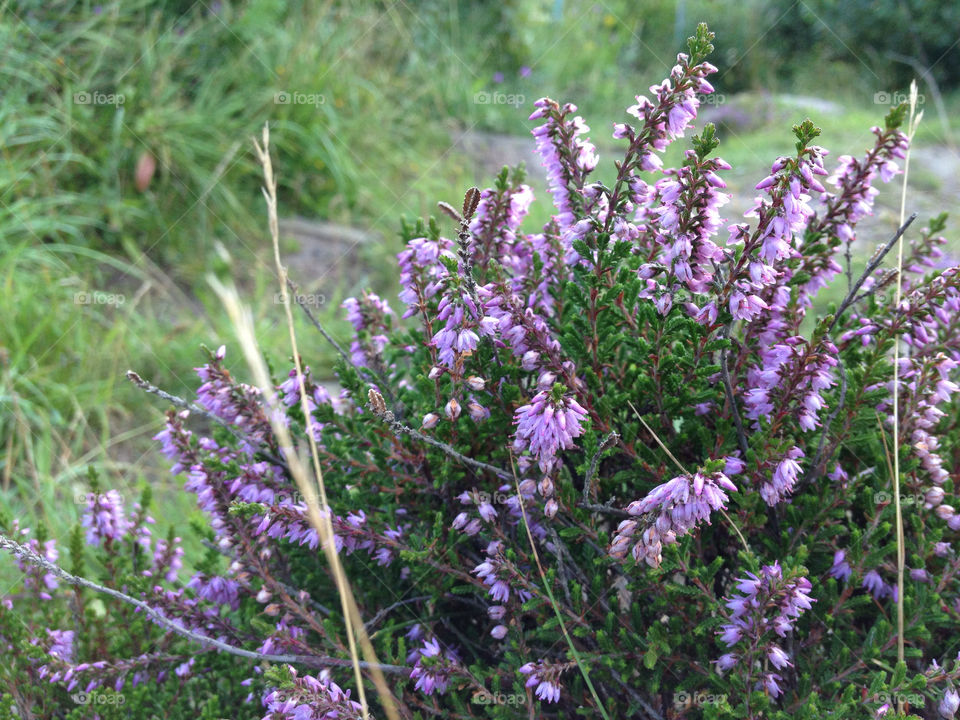 wood purple sweet forest by cabday