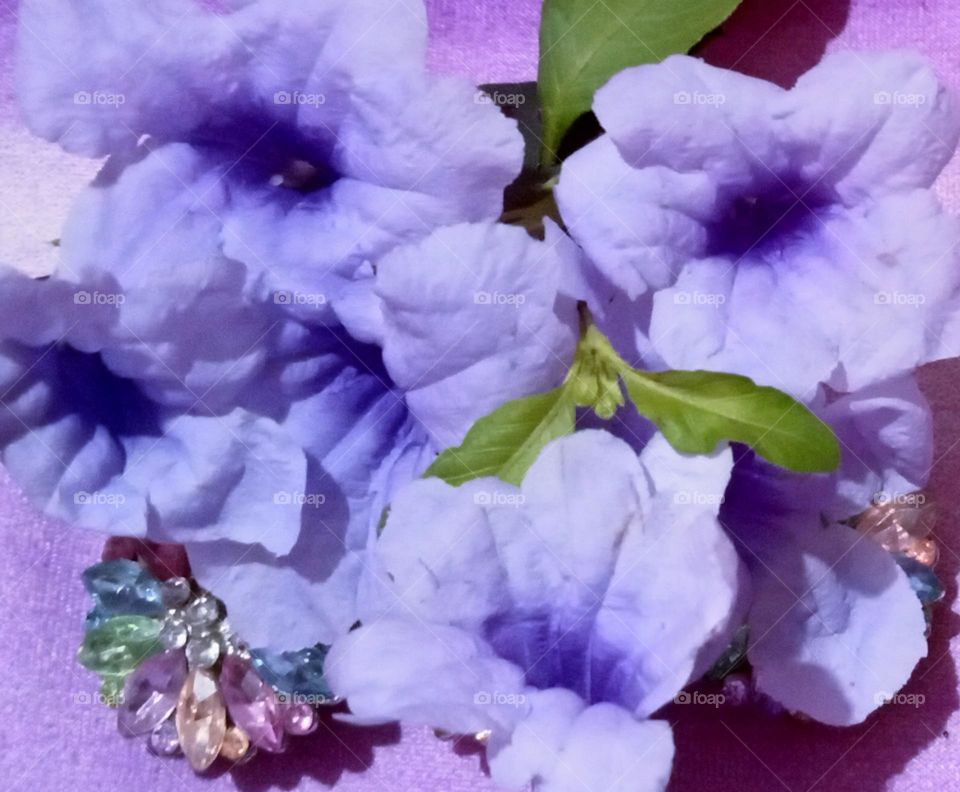 Petunia Flower is in attractive lavender colour flower's. very soft flower, blooms in spring season.