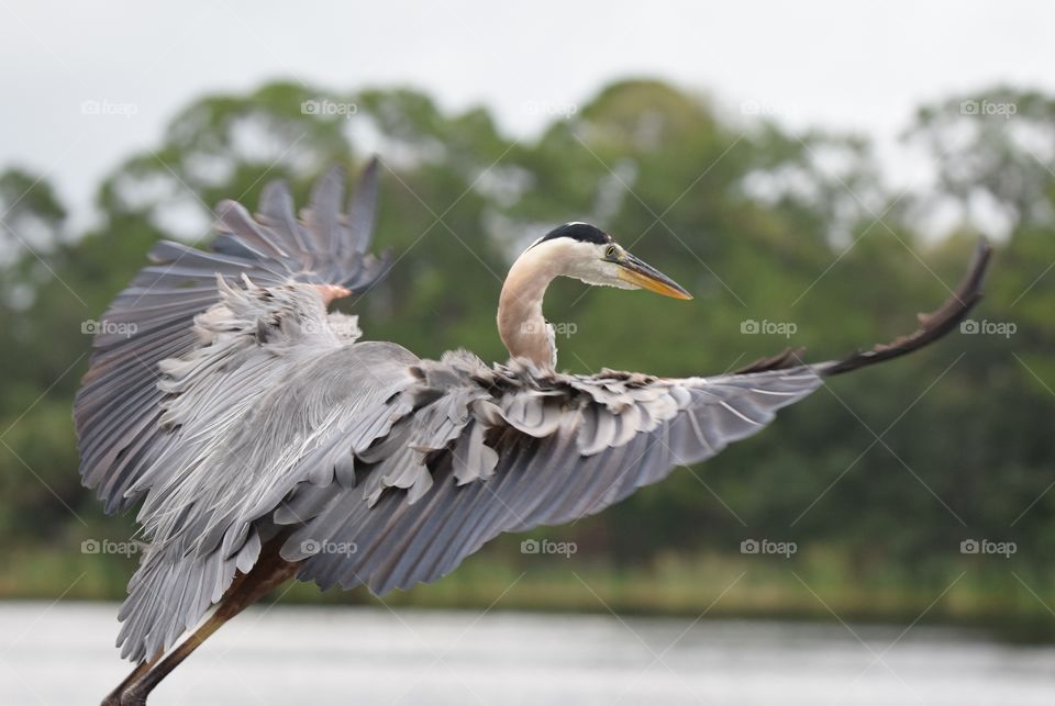 Incredibly majestic bird