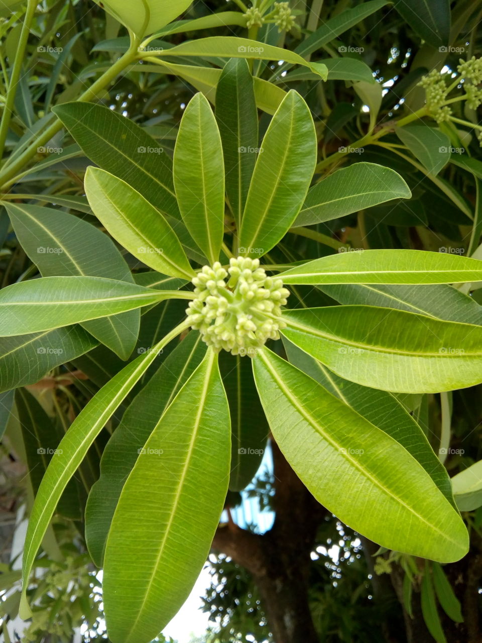 Flower Buds.