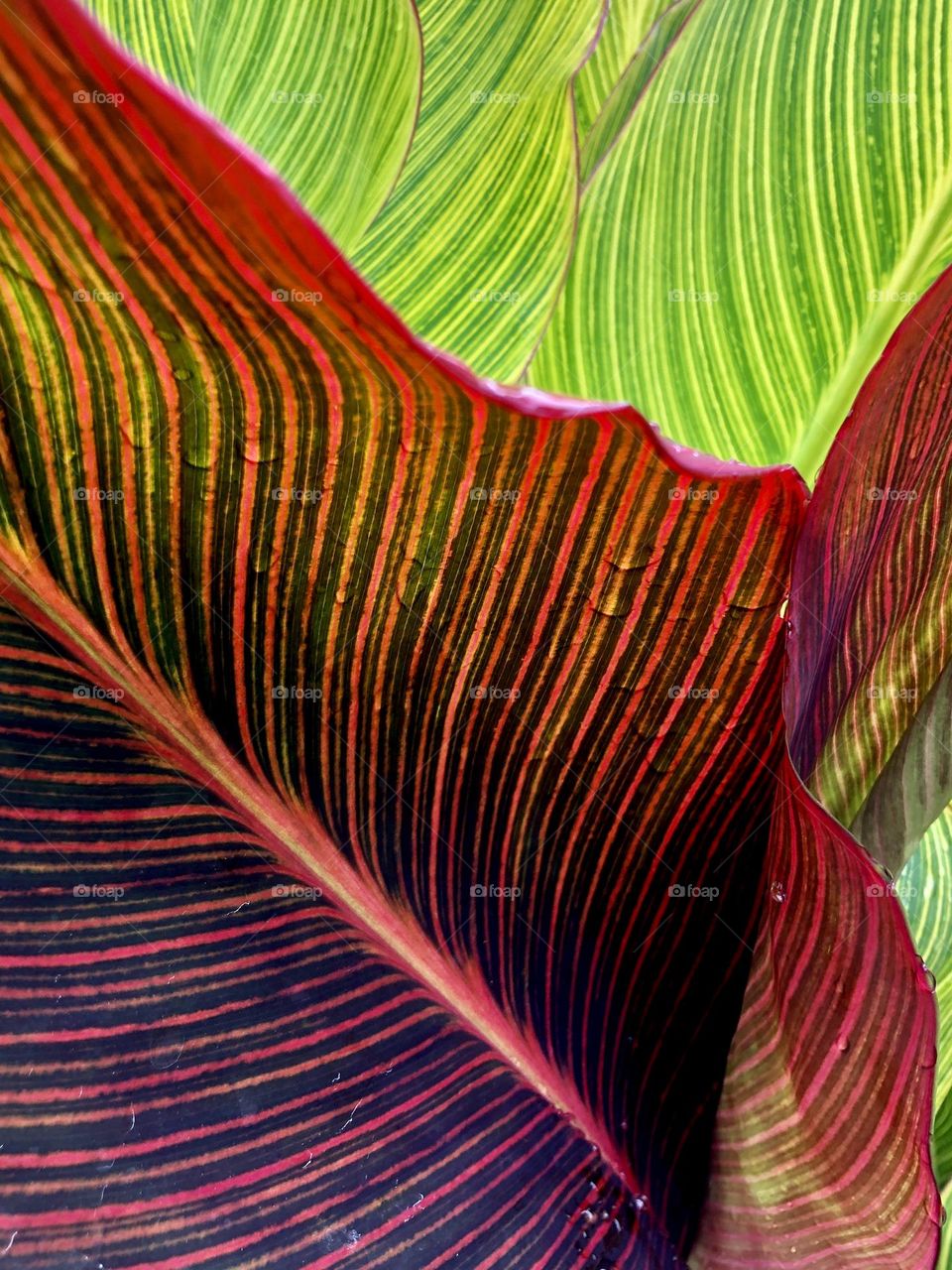 Closeup of color contrasting red and green leaves of a spring canna lily