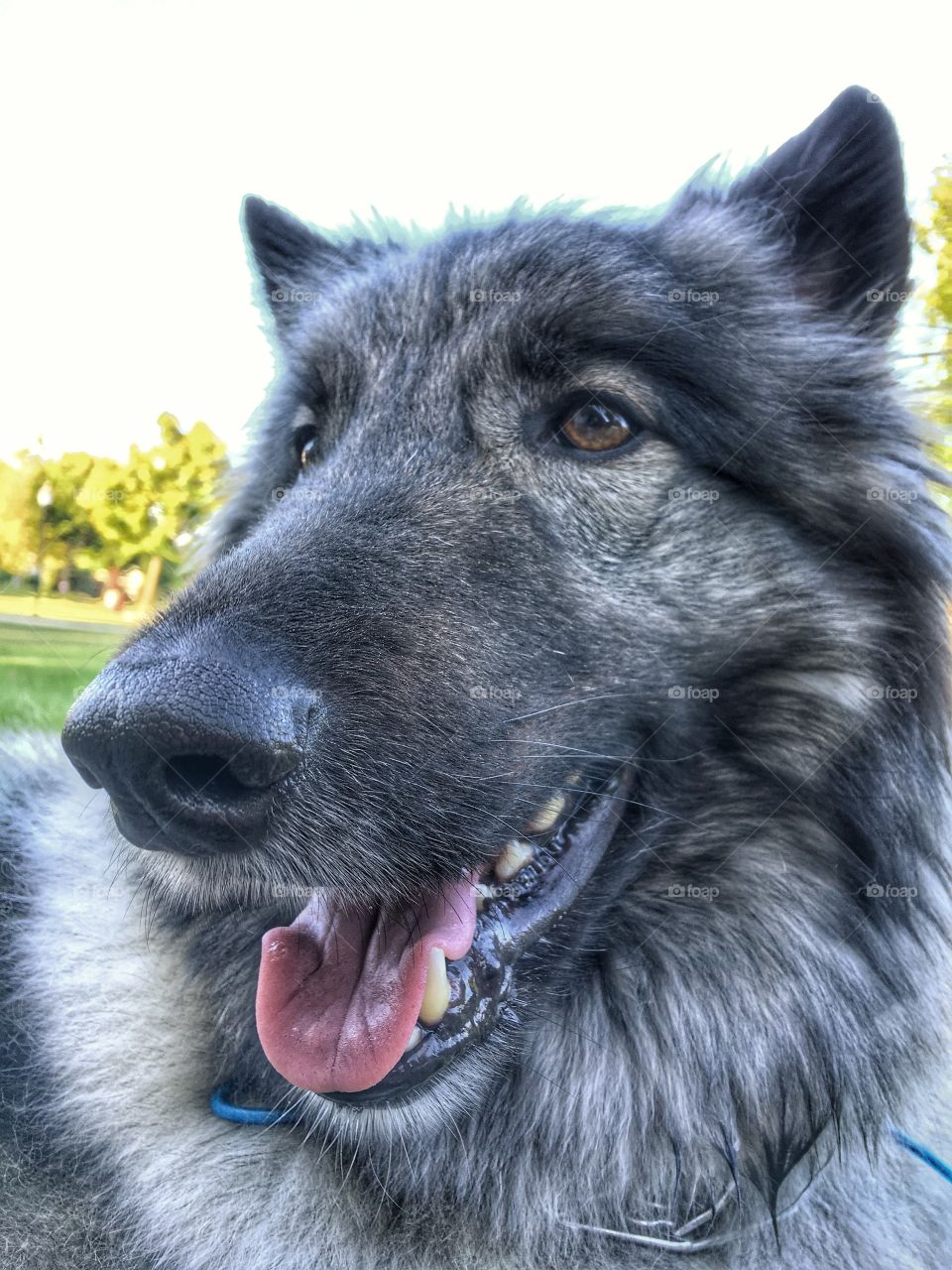 Balto enjoying fresh air and just chilling