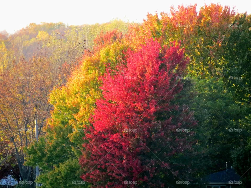 Autumn brilliance