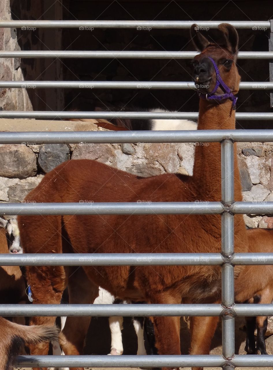 Llama. Llama on a farm in MI