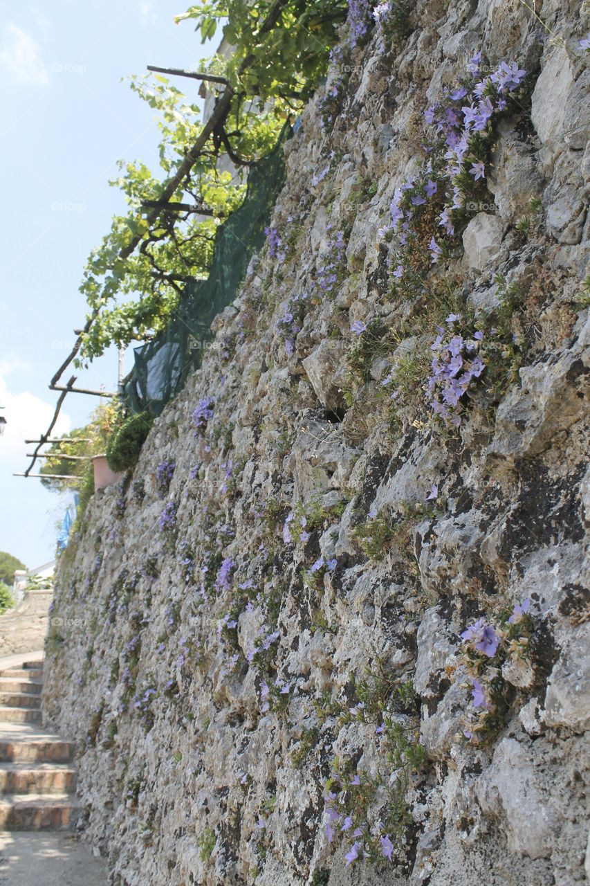 Flowering wall-Amalfi Coast
