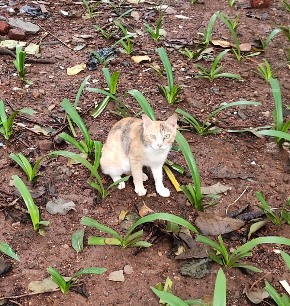 Cute Cat 🐈
Sitting in Garden
Looking🧐
📷👁️👁️📷📷