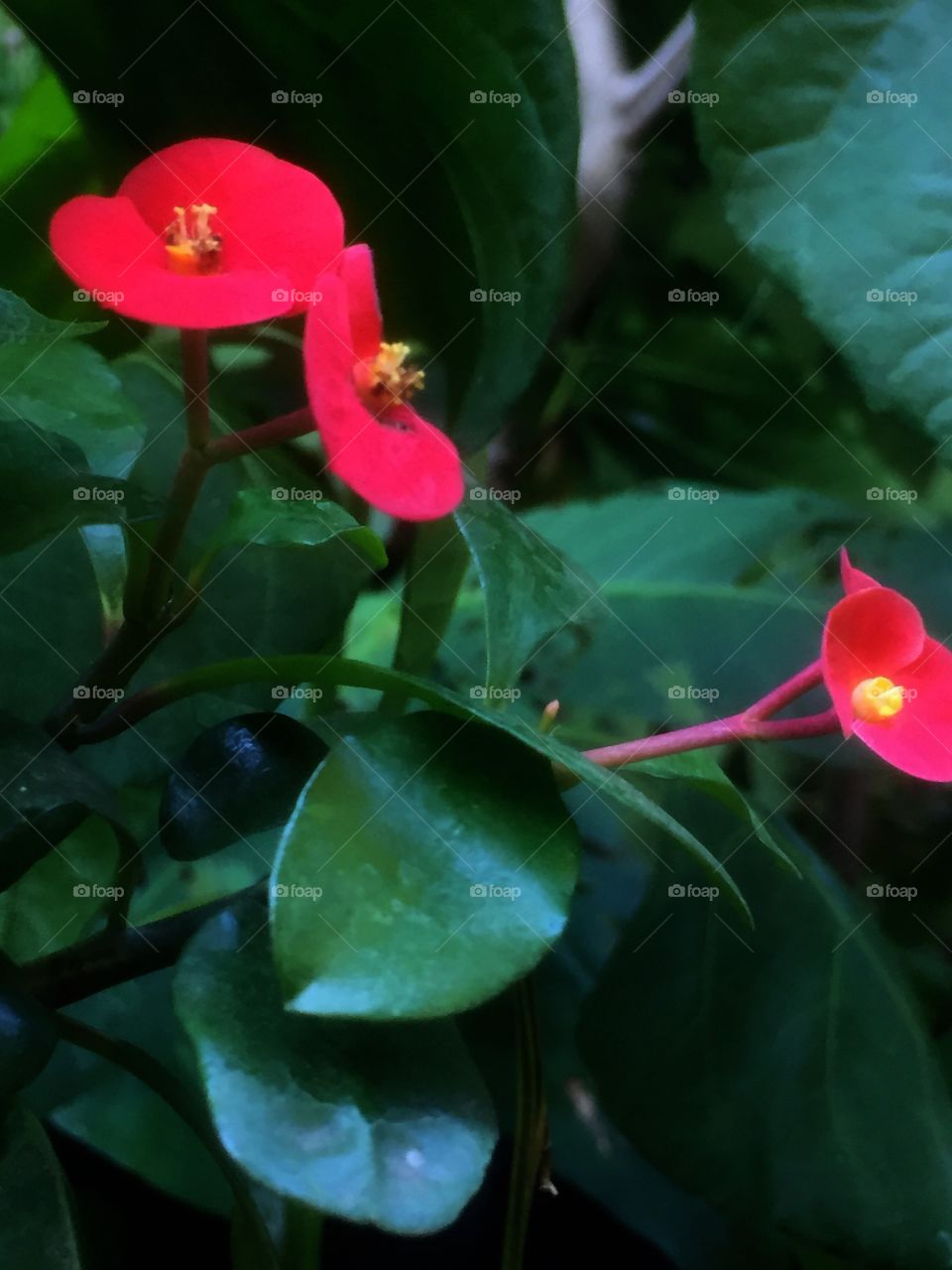 A red flowers