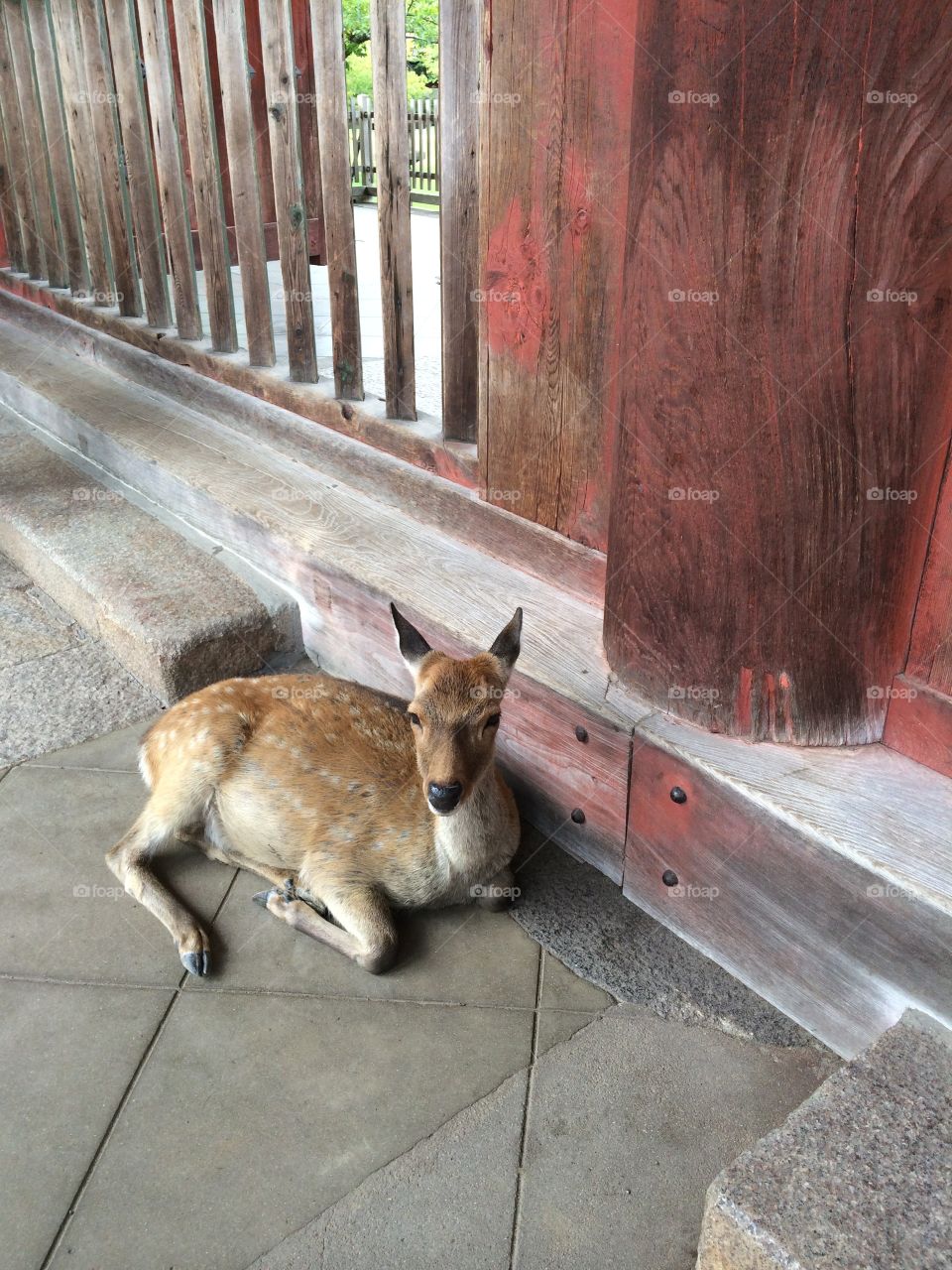 Deer, Nara - Japan. Deer